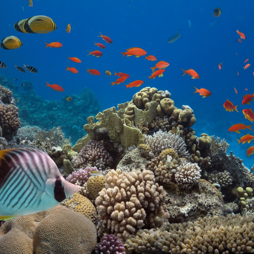 reef safe fertilising is increasingly important for protection of the great barrier reef
