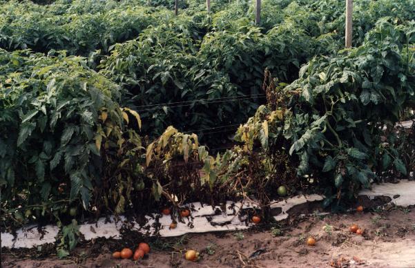 fusarium wilt in tomato plants